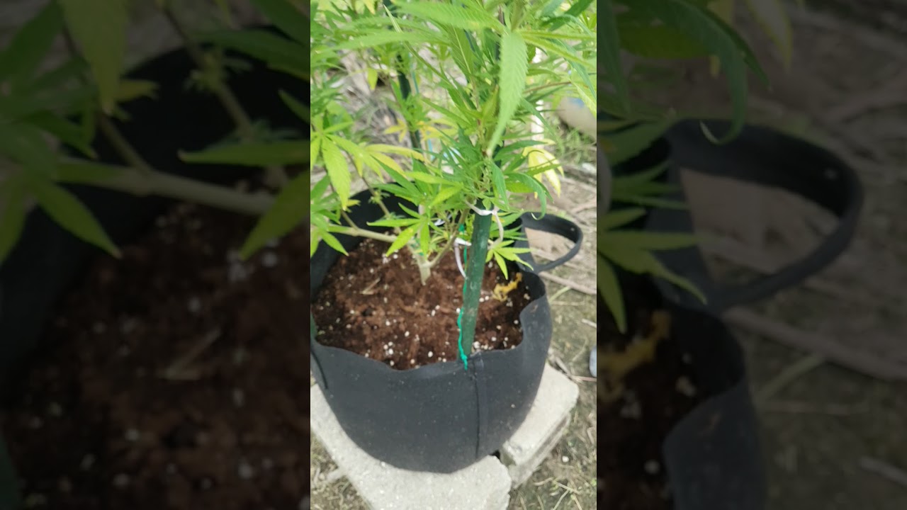 Green Crack strain going into Flower