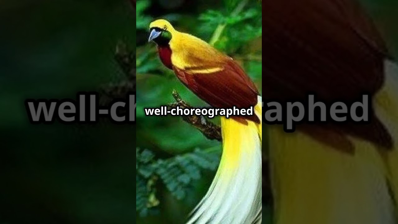 The Majestic Cendrawasih  Indonesia's Bird of Paradise 
