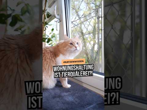 Wohnungskatze vs. Freigänger: Welche Haltung ist besser für deine Katze? Die ehrliche Antwort!