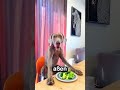 Beide Hundegeschwister beschützen das Haus vor Einbrechern 🐕 🛡️