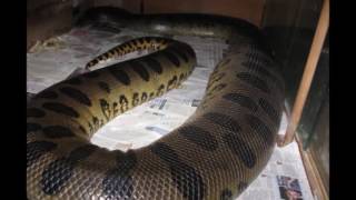 Animal Attacks On Other Animals New Doentary Episode Giant Anaconda Part 27