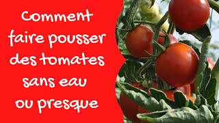 Comment faire pousser des tomates sans eau ou presque