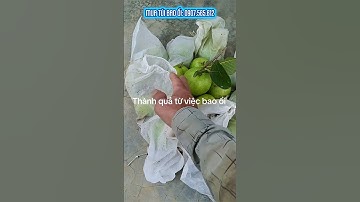 Thành quả của việc bọc ổi #tuibaooi #tuibaotraihoamai #bocoihoamai #boctraioi