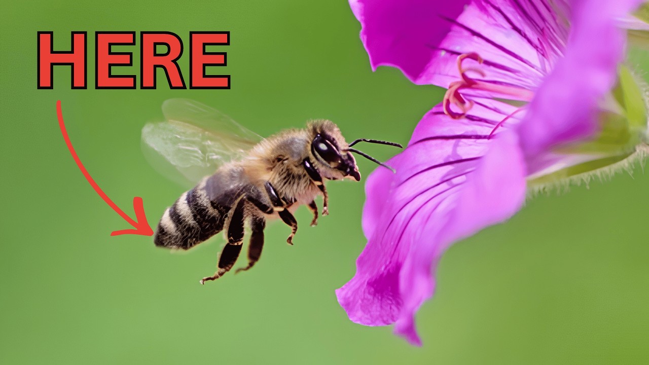 Why Bees create Hexagons LUCK OR GENIUS