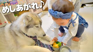 We observed a caring one-year-old child playing house with a husky