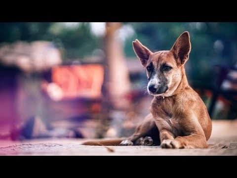 Video: 19 cosas extrañas que dicen todos los padres de perros