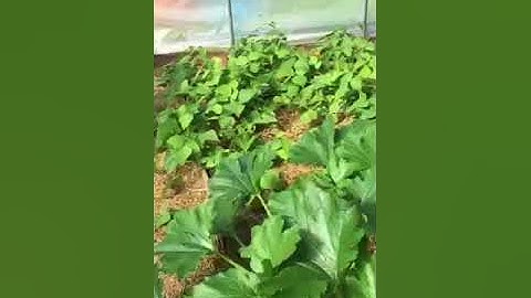 Part 3 of high tunnel growing