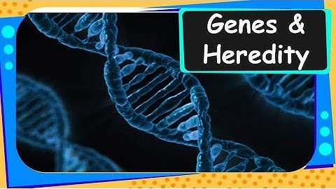 Biology - Genes and Heredity -  Heredity and Evolution - Part 2 - English