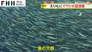 また「イワシ」が大量漂着　10数トンをすでに回収　今後焼却処分の予定　北海道・えりも町(2024/05/20)