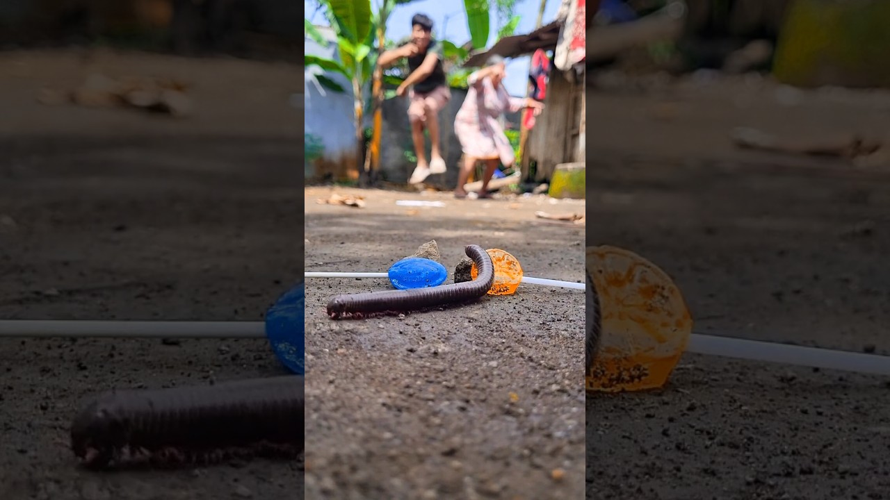 Appreciation! Just with this lollipop, mom and I danced together to welcome the millipede's arrival