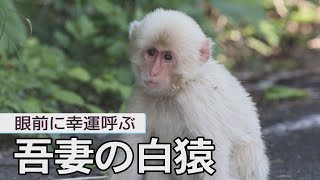 眼前に幸運呼ぶ「吾妻の白猿」