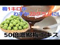 梅を50倍に濃縮！梅肉エキスの作り方【塩も砂糖もいりません！】