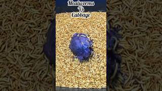 Time Lapse Composting with Meal Worms #compost #timelapse