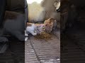 【インドの猫】モリモリ食べるニャンズと。。。 #cat #子ネコ #kitten