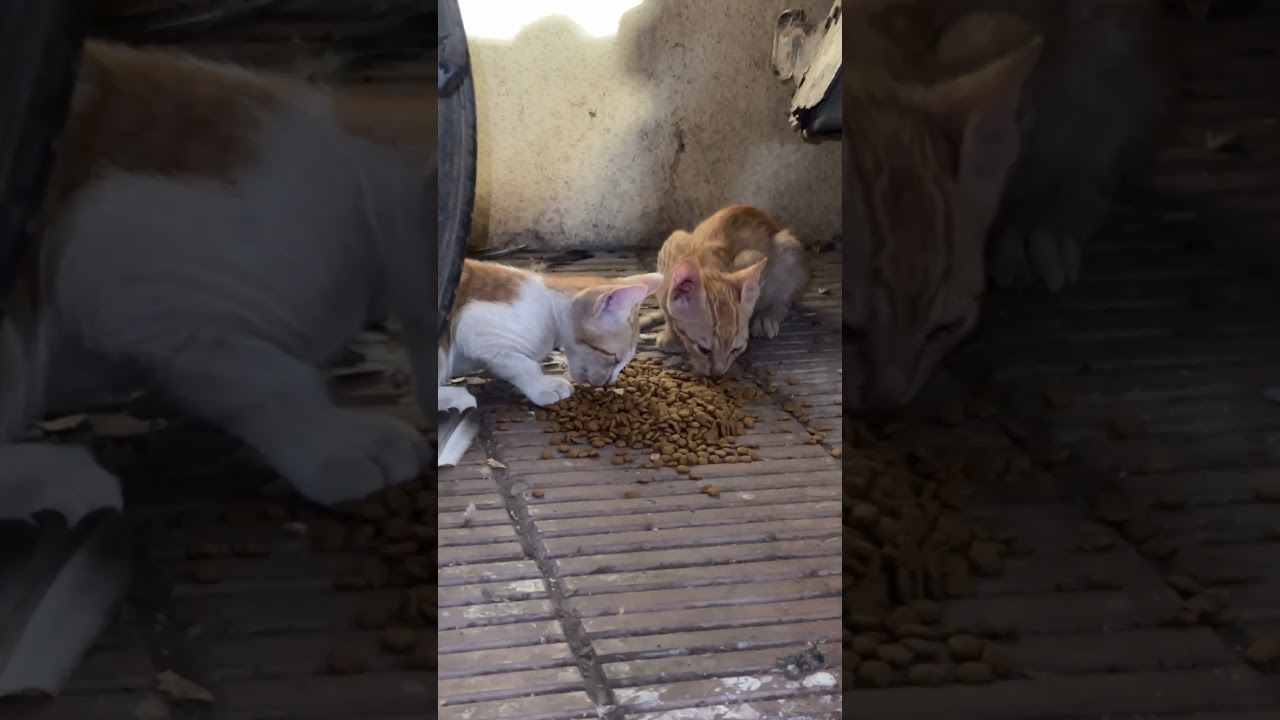 【インドの猫】モリモリ食べるニャンズと。。。 #cat #子ネコ #kitten