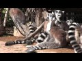 ときわ動物園　ワオキツネザルの鳴き声 の動画、YouTube動画。