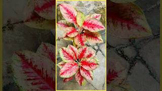 10 Aglaonema Paling Dicari 2025 – Ada yang Langka Banget! 🌿#shorts 10 Aglaonema Paling Dicari 2025 – Ada yang Langka Banget! 🌿#shorts