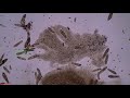 Paramecium tracking test with multiple collisions  mosse tracker 1080p