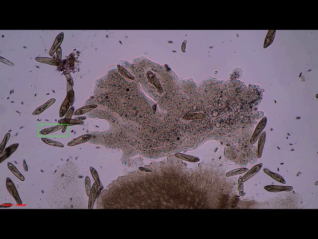 Paramecium tracking test with multiple collisions - MOSSE tracker 1080p class=