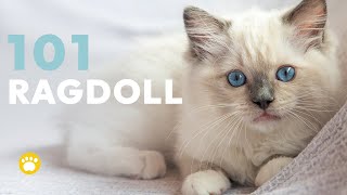 The Ragdoll Cats 101