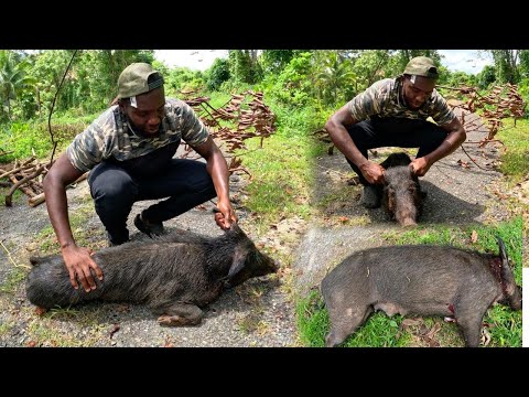Thrilling Wild Boar Hunting Deep In The Forest Catch & Cook