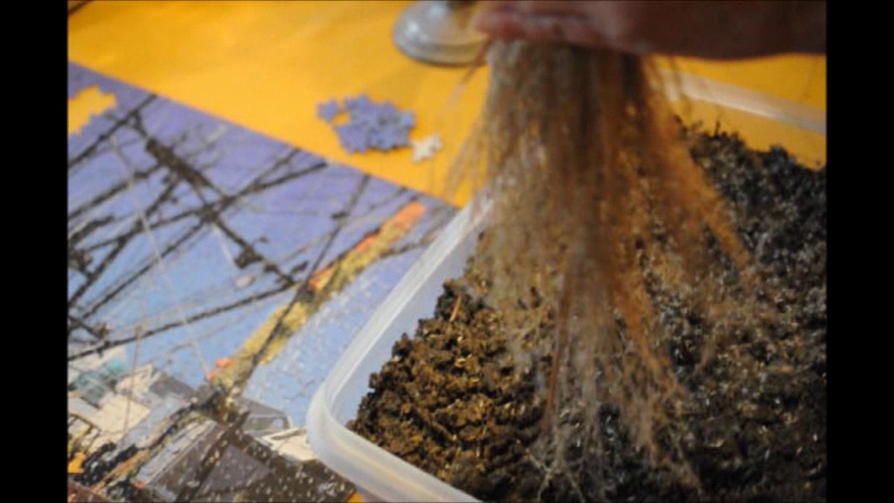 For do it Yourselfers The not so fast way to Raise Ornamental Grass