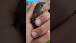 Download Lagu Nemu burung Gereja, Langsung Di Lepas Lagi #shorts #anakanburung #burunggereja #burung #viral #fyp MP3