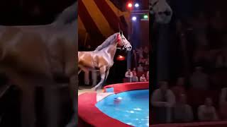 Horse in Circus