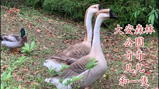 大安森林公園奇奇、凡凡和小鴨及兩段口琴吹奏