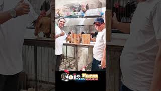 sahabat Seramania dari Fraksi Gerindra untuk DPRD Sumut. Berbagi cerita tentang ayam serama