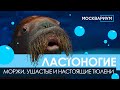 Ластоногие: моржи, ушастые и настоящие тюлени