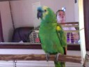 Harry the Talking Parrot