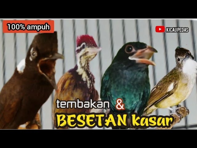 TEMBAKAN DAN BESETAN KASAR  TAJAM || cililin- pelatuk - tengkek - jenggot class=