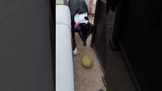 Dog Plays With Ball By Herself -  1502352