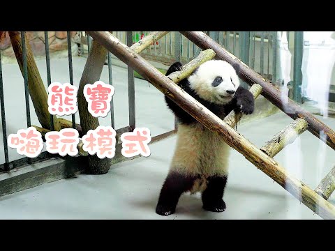《熊貓主題趴》熊貓糰子們給你滿滿活力！| iPanda熊貓頻道