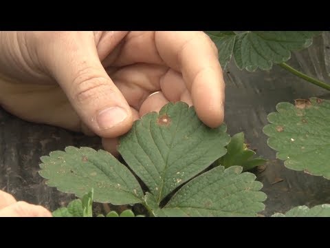 Vídeo: Doenças Do Morango - Manchas E Murcha