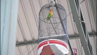 Love Bird Marco Undang Decak Kagum di PKM Plembon