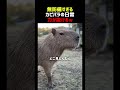悟りを開いたカピバラの日常6連発
