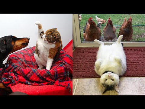 Video: Fem hunderaser, der kan lide og er gode med katte