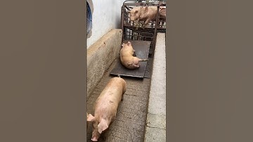 I Moved a Pig from a Truck to a Farm and SURVIVED