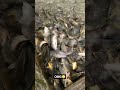 amazing wow #viralvideo #fishing #fish #trendingshorts #localfish #carpfishing #fhiscurry