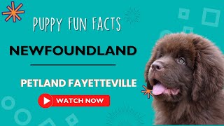 Everything you need to know about Newfoundland puppies! by Petland Fayetteville 3 views 9 months ago 1 minute, 6 seconds