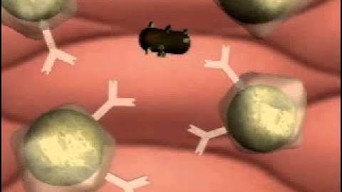 What happens during clonal selection of plasma cells?