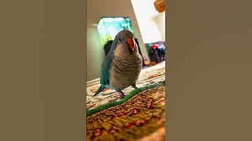 Quaker Parrot Bonding | Quaker Parrot Care tips | Quaker Parrot talking