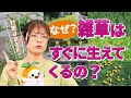 おうち周りの雑草に困っている方必見!!しつこい雑草ってなぜすぐ生えてくるの??気になる疑問をふたばが博士に思い切って相談してみました✨ふたばの雑草相談室です♪