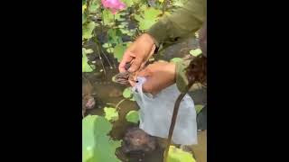 Picking lotus seed harvest nature fresh