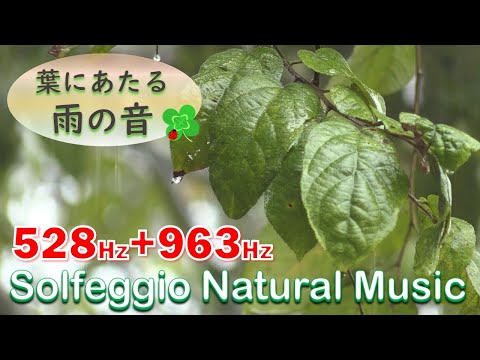 [ASMR]葉にあたる心地よい雨の音【10分で黒画面へ睡眠用bgm】 🍀奇跡と癒しの528Hz+963Hzソルフェジオ周波数/松果体活性・幸運が訪れる・DNA修復・若返り