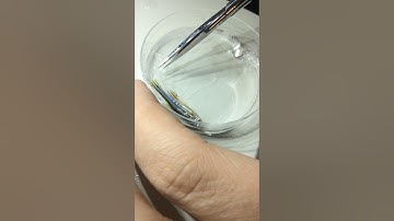Zebrafish fin amputation