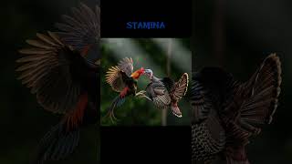 Red Junglefowl Vs Turkey Who Will Win?