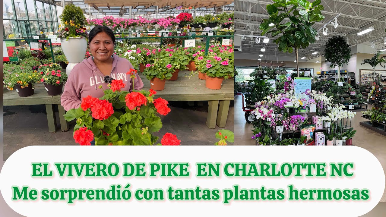 El vivero de Pike en Charlotte NC me sorprendió con hermosas begonias,pothos, mosteras y mas